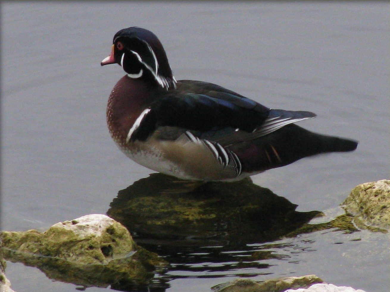 Wood Duck at the Cranes Roost Park, Altamonte Springs